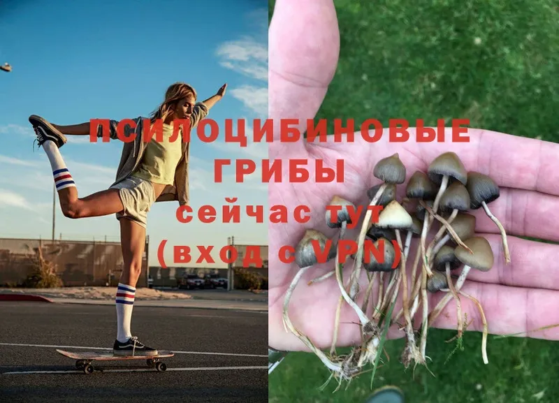 продажа наркотиков  Зеленоградск  Галлюциногенные грибы Psilocybe 